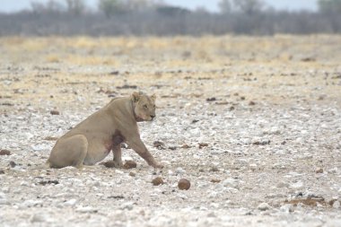 Savananın ortasında, namibya bozkırında bir aslan..