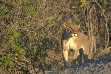 Kenya savanındaki aslan