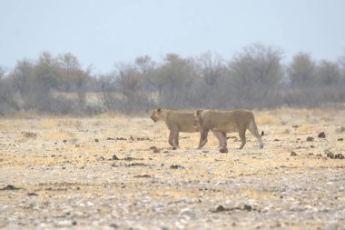 Aslan savanada yürüyor