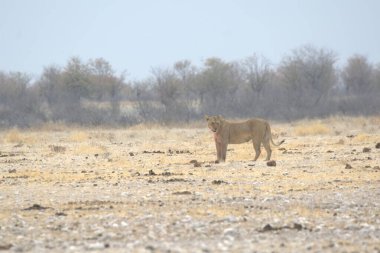Aslan etkin ulusal park, Namibya