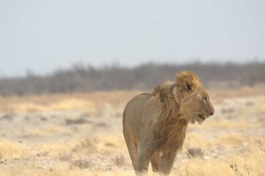 Kenya savanındaki aslan