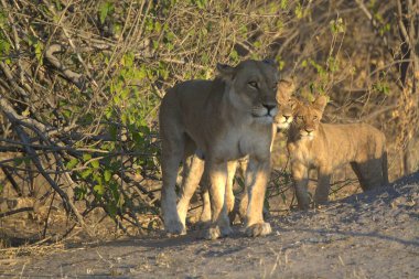 Namibya 'nın güneyindeki bozkırda dişi aslan ve aslan.