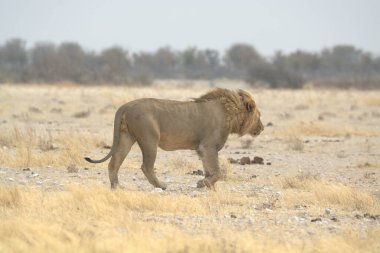 Afrika 'nın vahşi doğasında bir aslan