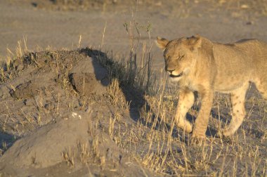 Savannah dişi aslan