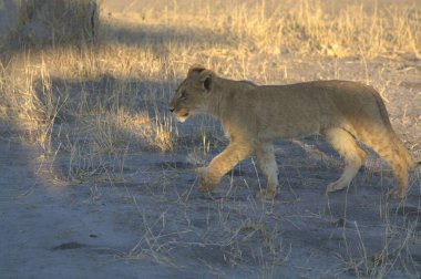 Kuru bir ağaçta yürüyen aslan.