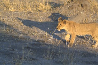 Dişi aslan bozkırda yürüyor.