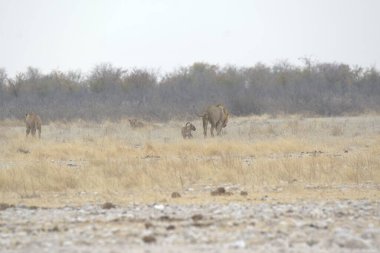 Afrika savanasında vahşi hayvanlar Kenya 'da