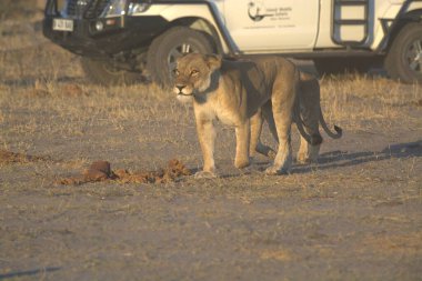 Savanadaki vahşi aslanlar