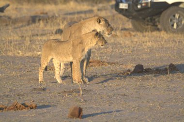 Kenya savanındaki aslan