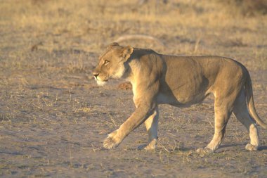 Aslan savanada yürüyor