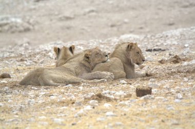 Çölde bir grup aslan.