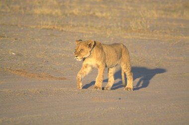 Kenya savanındaki aslan