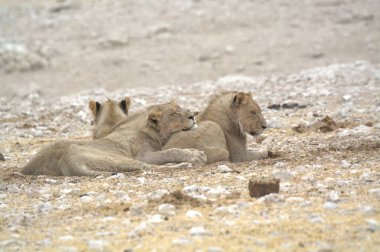 Aslan ailesi bozkırda oynuyor.