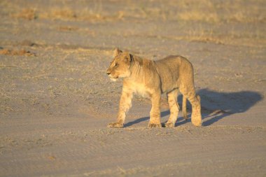 Akşamları kuru zeminde yürüyen bir aslan.