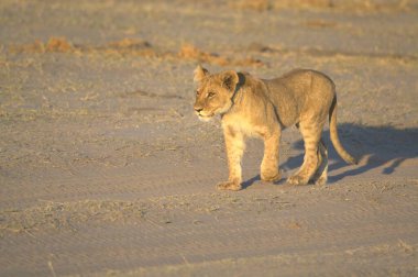 Etoşa, Namibya bozkırında aslan (leo leo).