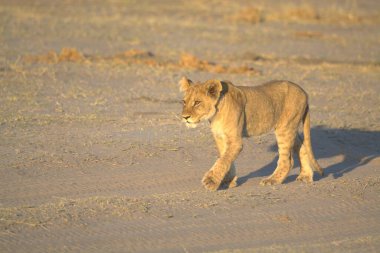 Aslan savanada yürüyor