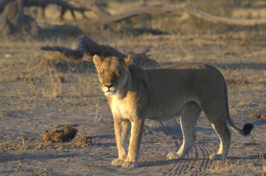 Aslan savanada yürüyor