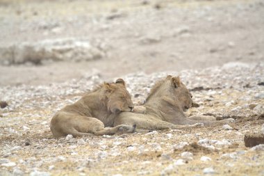 Aslanlar etkin Ulusal Parkı