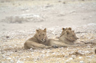 Etoşa Ulusal Parkı, Namibya 'da aslan