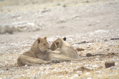 Savanada bir çift beyaz aslan