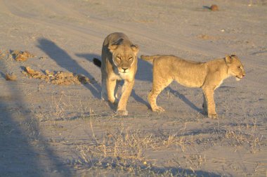 Vahşi aslan yavrusu