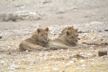 Çölde bir grup aslan.