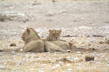 Etoşa Ulusal Park Namibya 'sında aslan