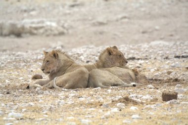 Çölde bir grup beyaz aslan.