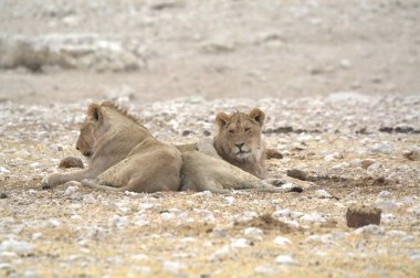 Yerdeki şirin bir aslanın güzel bir görüntüsü.