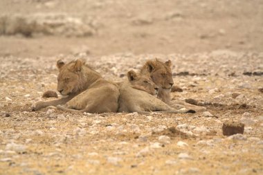 Etoşa Ulusal Parkı, Namibya 'da aslan ailesi.