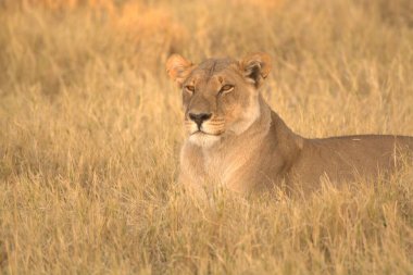 Aslan (panthera leo) Chochonational Park, botswana, Afrika 'da çimlerin üzerinde oturuyor..