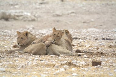 Namibya 'daki Etoşa Milli Parkı' nda beyaz aslanlar