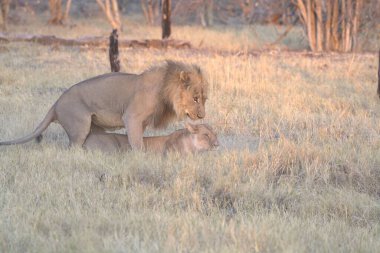 Aslan yavrusu çimenlerde oynuyor.