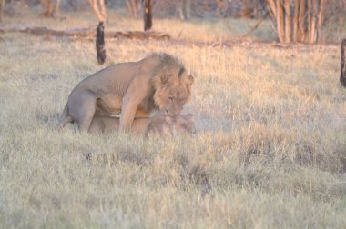 Afrika aslanları Kruger Ulusal Parkı, Güney Afrika