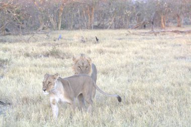 Afrika bozkırlarındaki aslanlar