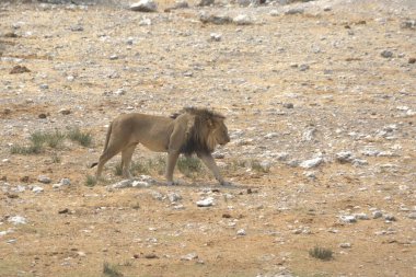 a lion in the savannah of the african savannah