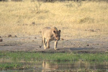 Savanada bir yaban domuzu