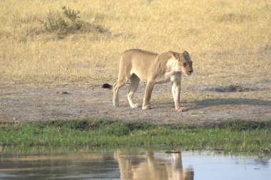 Nehrin savanasında yürüyen bir aslan.