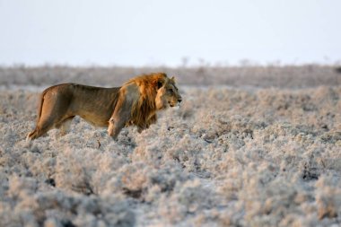 Güney Afrika 'daki savananın ortasında kuru otların üzerinde duran bir aslan.