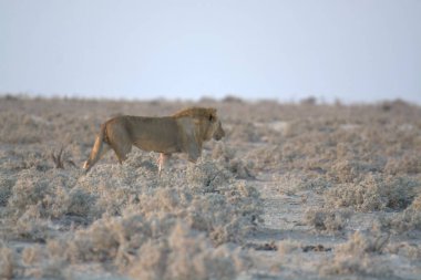 Kenya savanasında yürüyen bir aslan.