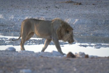 african elephant ( panthera leo ) walking in the sand of the waterhole of the waterway in etosha national park, namibia