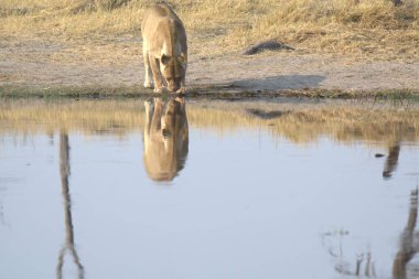 Sudaki su birikintisindeki aslan