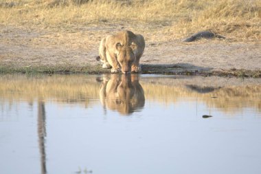 Genç bir aslanın yakın çekimi.