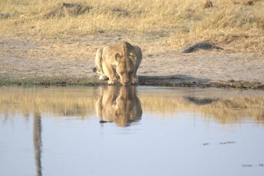 Aslan sudan su içiyor.