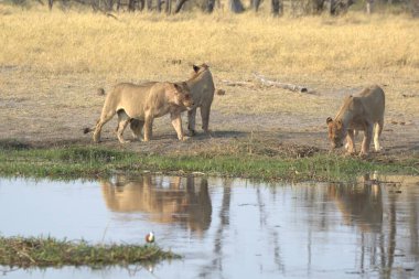 Savanadaki bir grup hayvan.