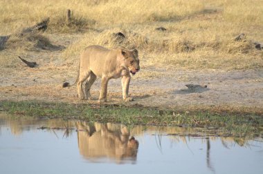 Etoşa namibya 'da dişi bir su aslanı.