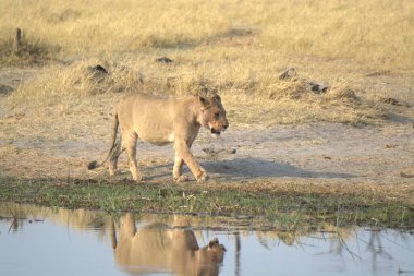 Savanadaki Afrika fili