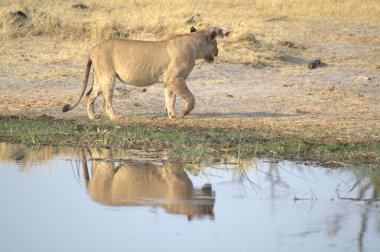 Afrika fili, Afrika 'nın güneyindeki nehir çukurunda