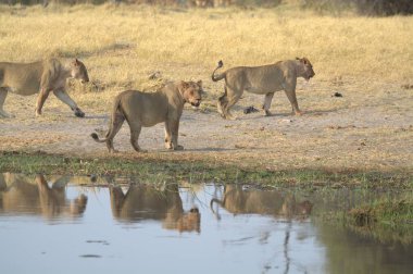 Güney Afrika 'daki Kruger Ulusal Parkı' nda aslan var.