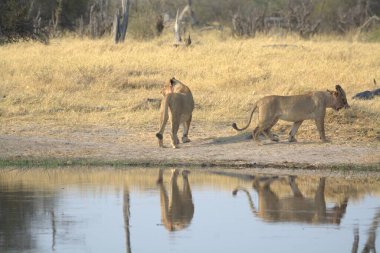 Kenya savanındaki Afrika aslanları